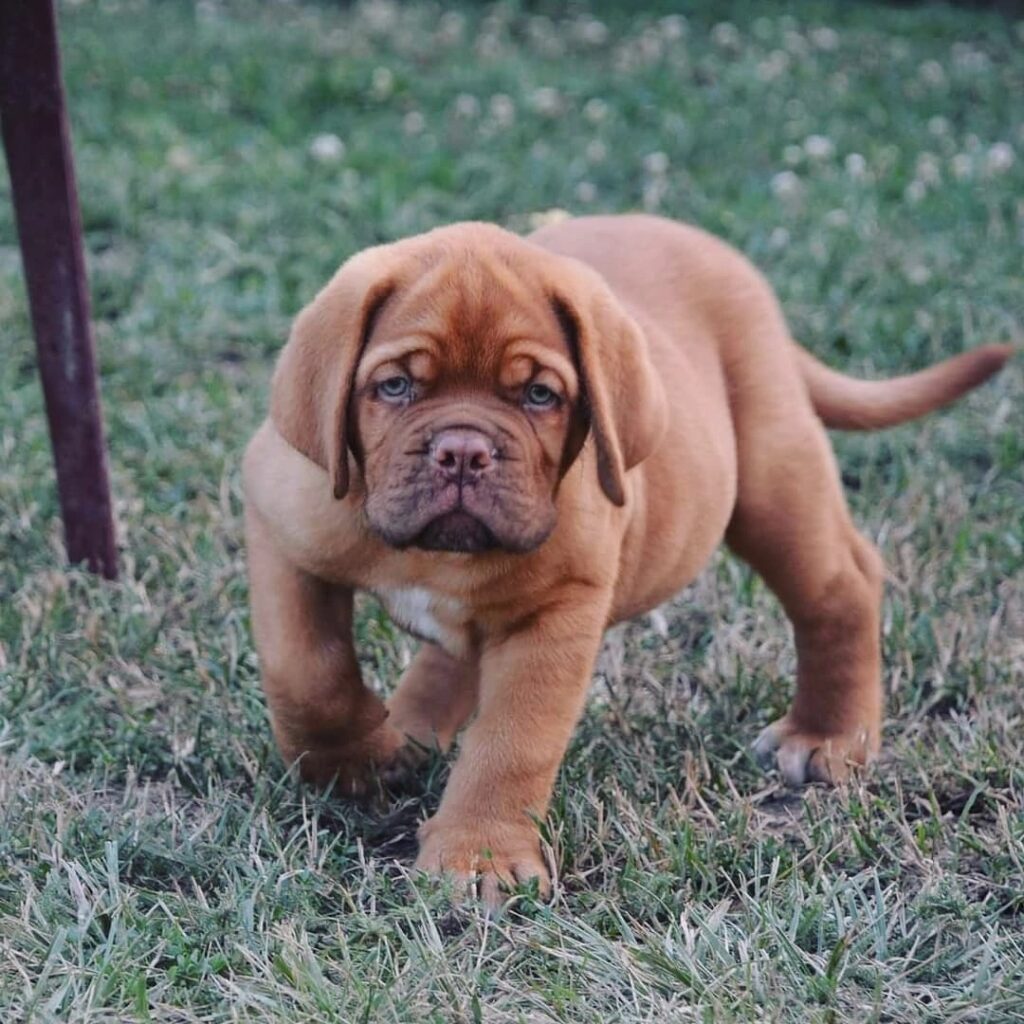 Neapolitan mastiff puppies for sale