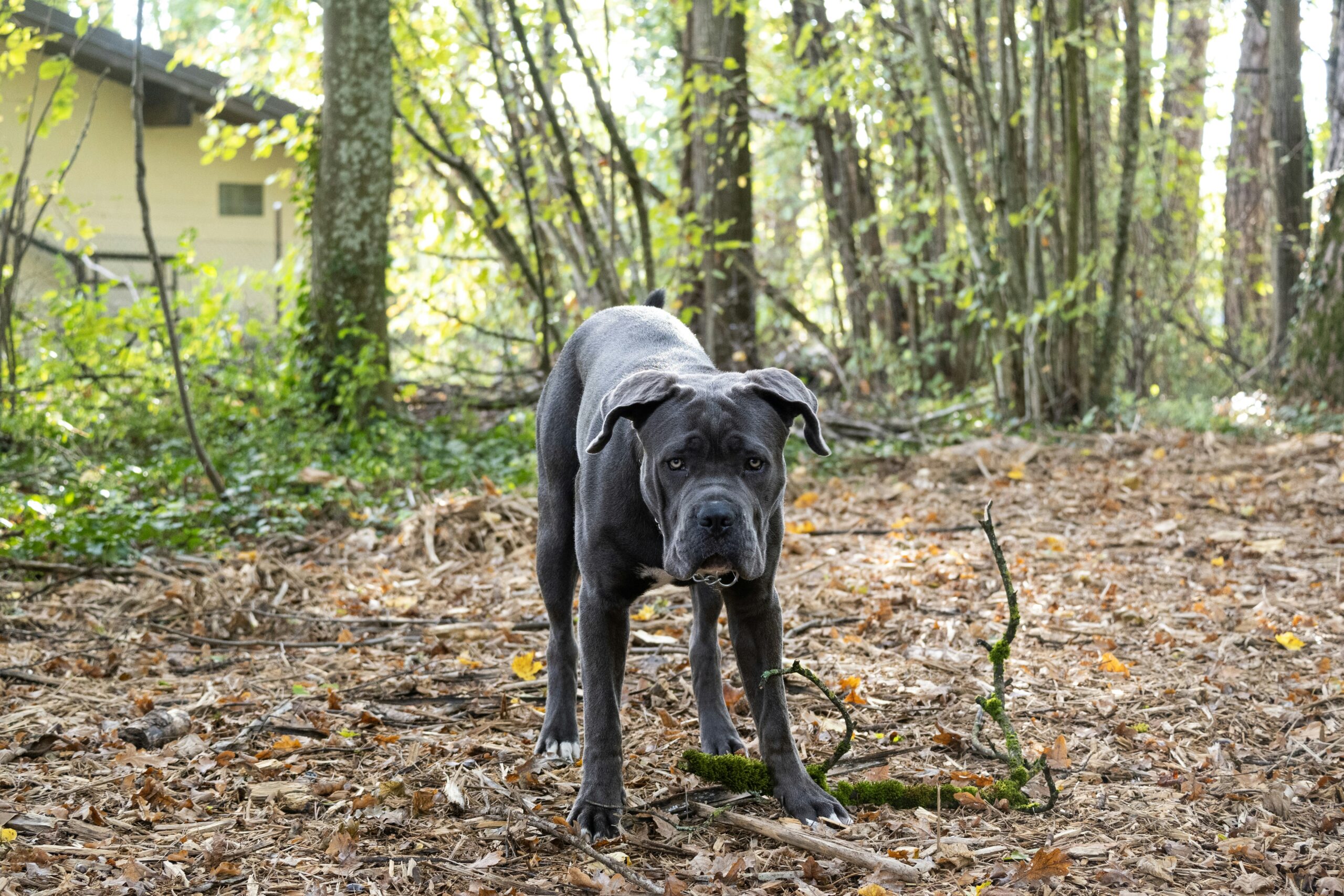 a black dog standing on top of a leaf covered forest